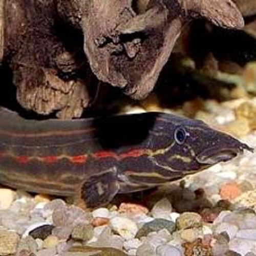 Mastacembelus erythrotaenia  Vuuraal L